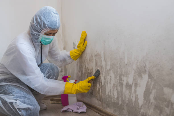  London, CA Mold Remediation Pros