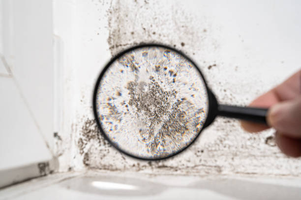 Why You Should Choose Our Mold Remediation Services in Placeholder8